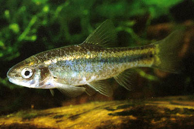 Barbus olivaceus